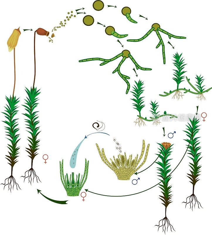 苔藓生命周期。孤立于白色背景上的普通毛帽藓(Polytrichum commune)生活史图
